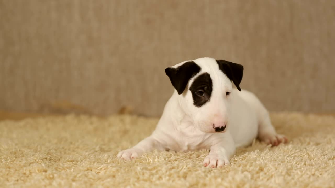 Stock Video Little White Puppy Bull Terrier Animated Wallpaper - Free Download