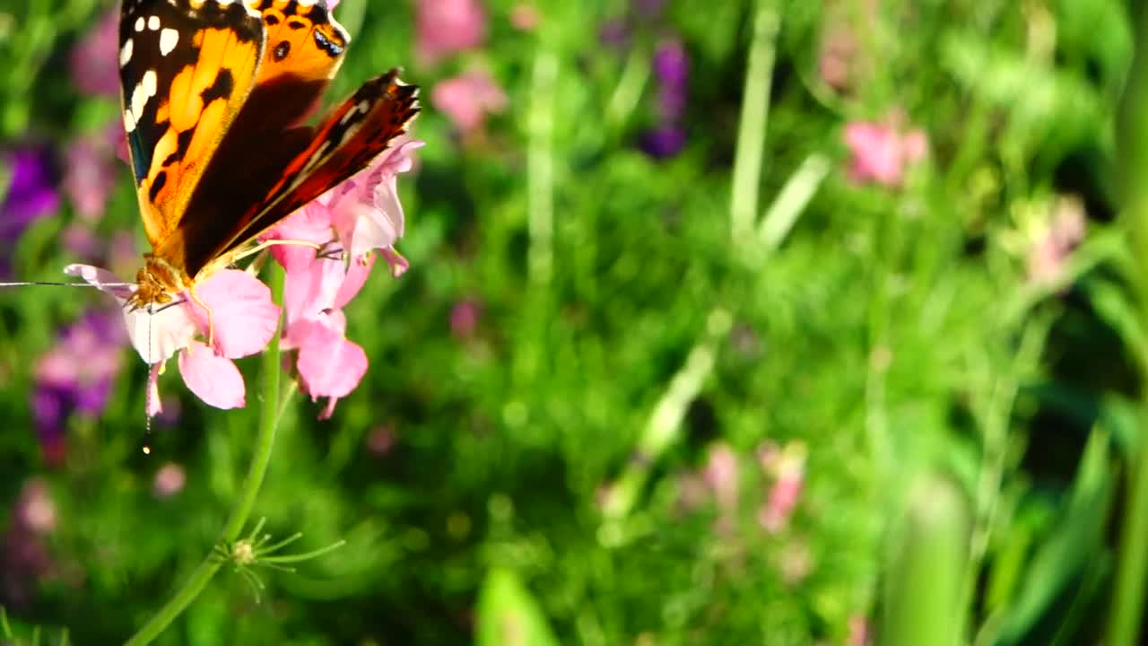 Video Stock Butterfly In A Meadow Live Wallpaper For PC - Free Download