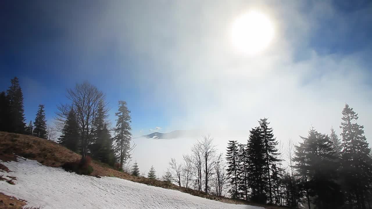 Free Video Stock Sun Flare On The Top Of A Foggy Winter Forest Live Wallpaper - Free Download