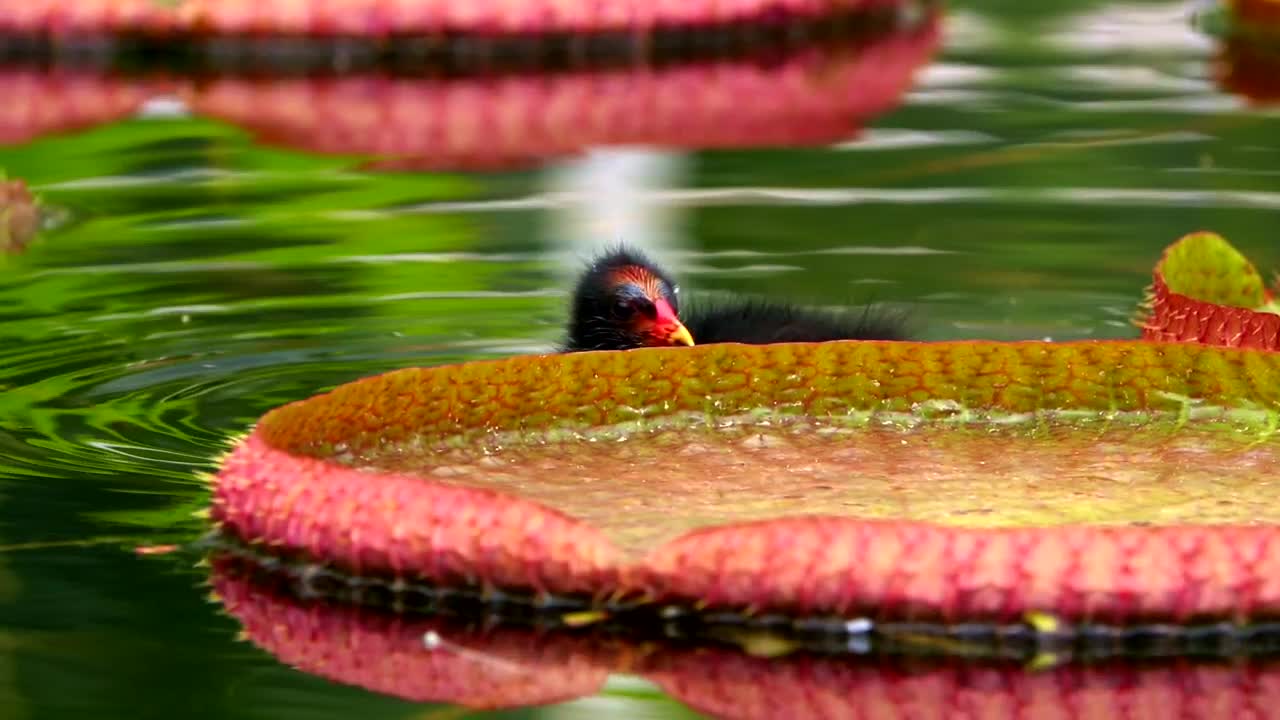Stock Video Exotic Bird Swimming Among Lotus Flowers In A Lake Live Wallpaper For PC - Free Download