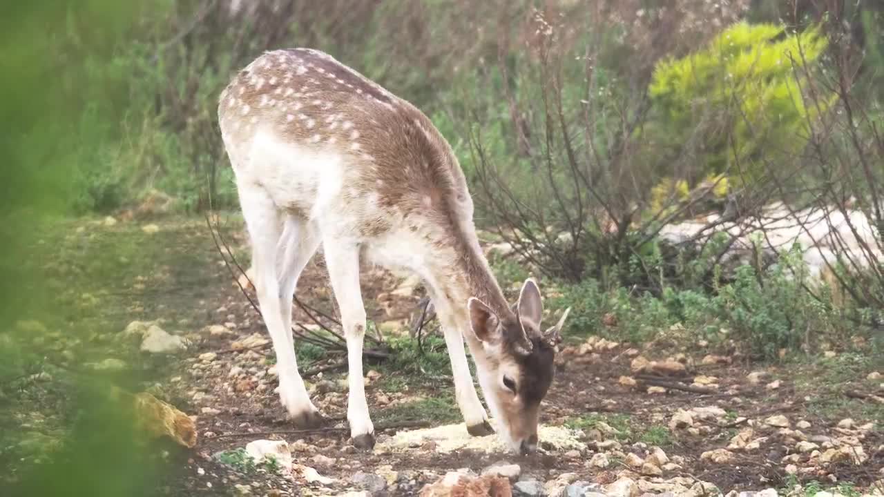 Stock Video Gazelle In The Woods Live Wallpaper For PC - Free Download