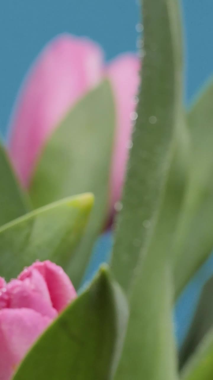 Stock Video Macro Close Up Of Tulips Animated Wallpaper - Free Download