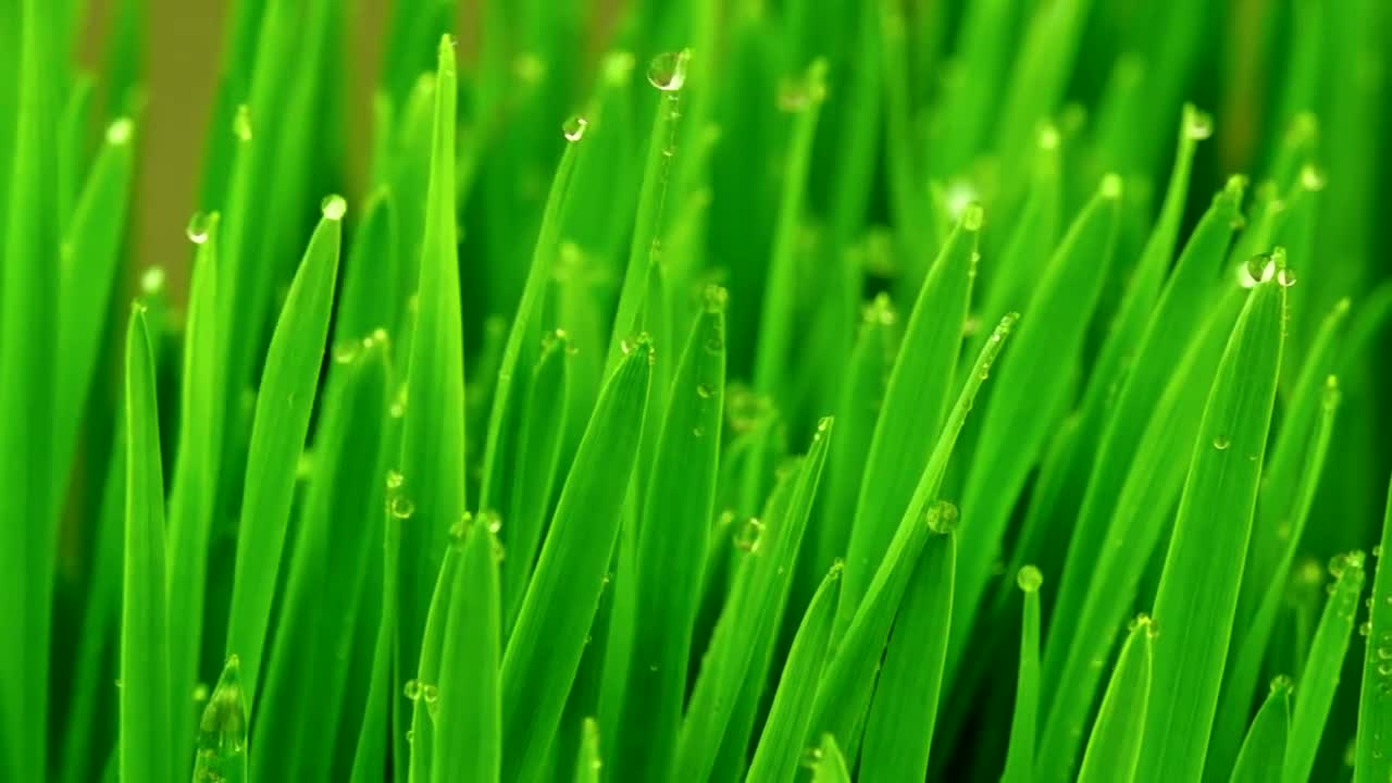 Stock Video Green Grasses Covered By Dew Drops Live Wallpaper For PC - Free Download