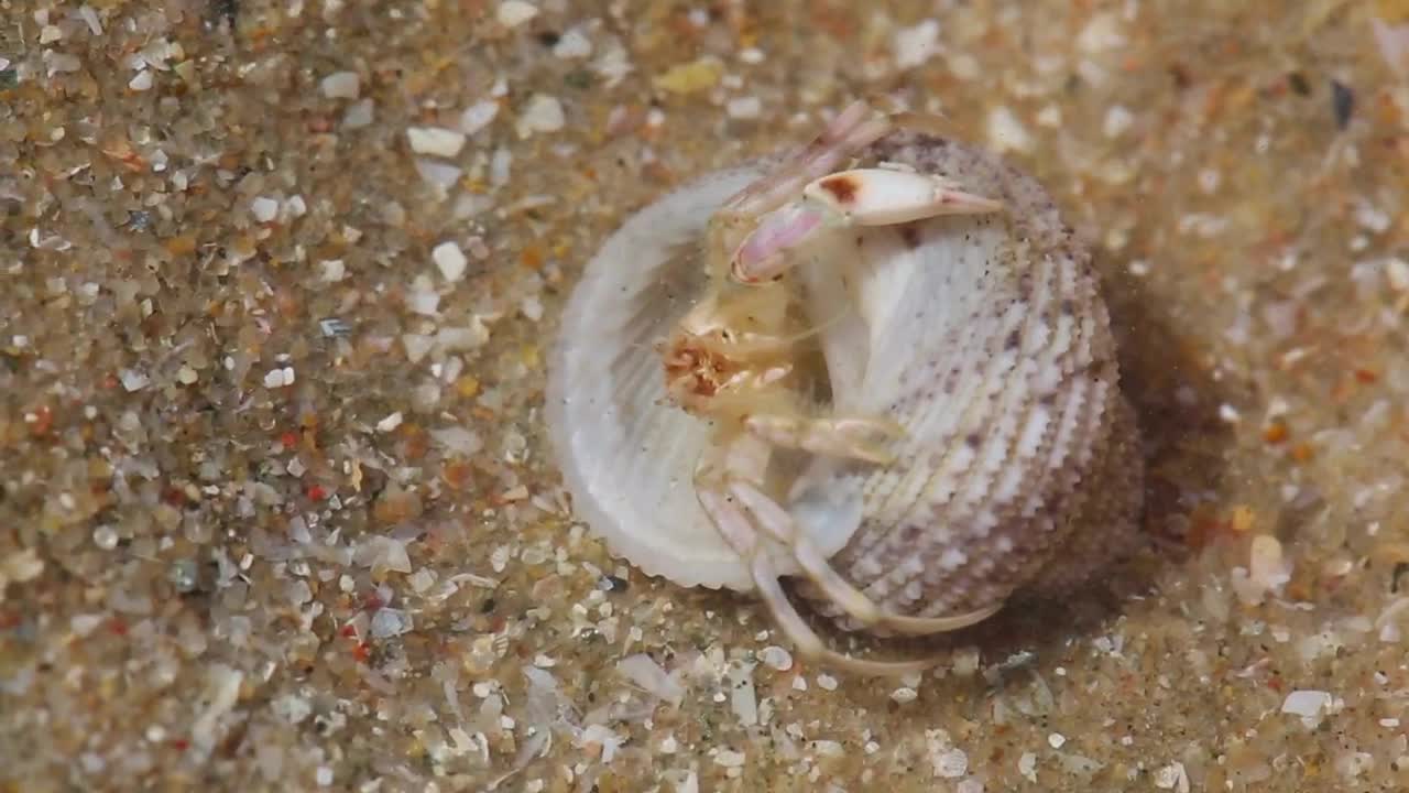 Stock Video Crab In A Shell Hidding In The Sand Live Wallpaper For PC - Free Download