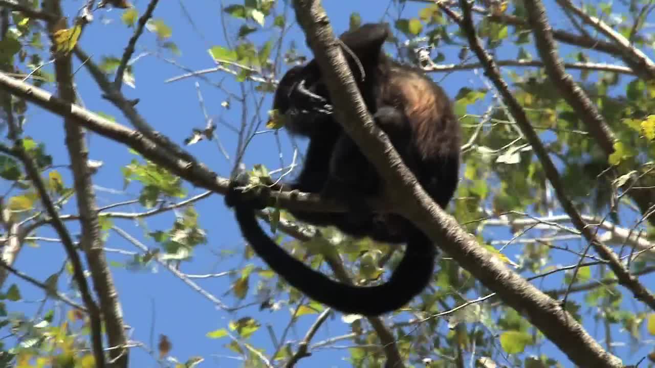 Stock Video Monkey Mother And Bab Animated Wallpaper - Free Download