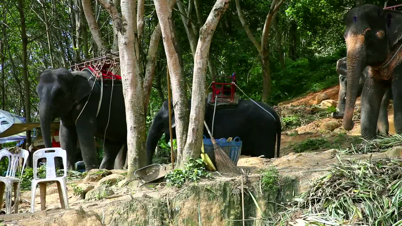 Stock Video Elephants Eating Plants Live Wallpaper For PC - Free Download