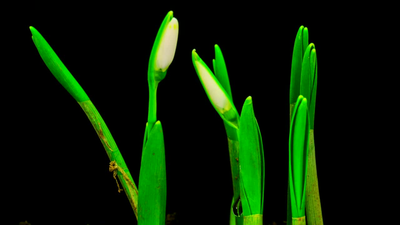 Stock Footage White Snowdrops Blossom Live Wallpaper - Free Download