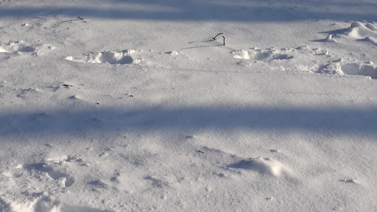 Stock Video Fresh Snow On The Ground Live Wallpaper For PC - Free Download