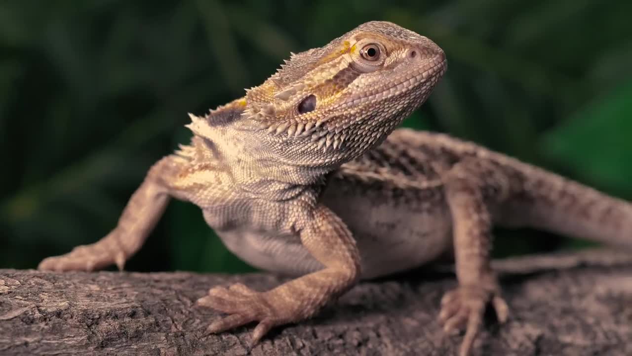 Stock Video Lizard Over A Trunk At Nature Closeup Animated Wallpaper - Free Download