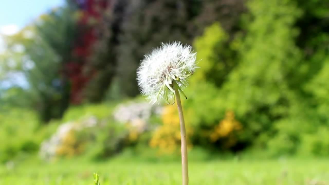 Stock Video Dandelion In A Forest Shallow Focus Shot Live Wallpaper For PC - Free Download