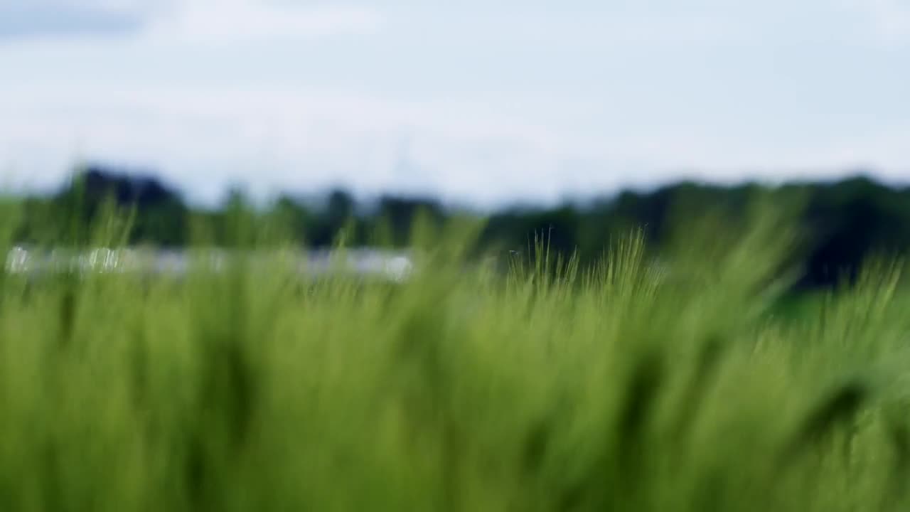 Stock Video Crops Swaying In The Breeze Live Wallpaper For PC - Free Download