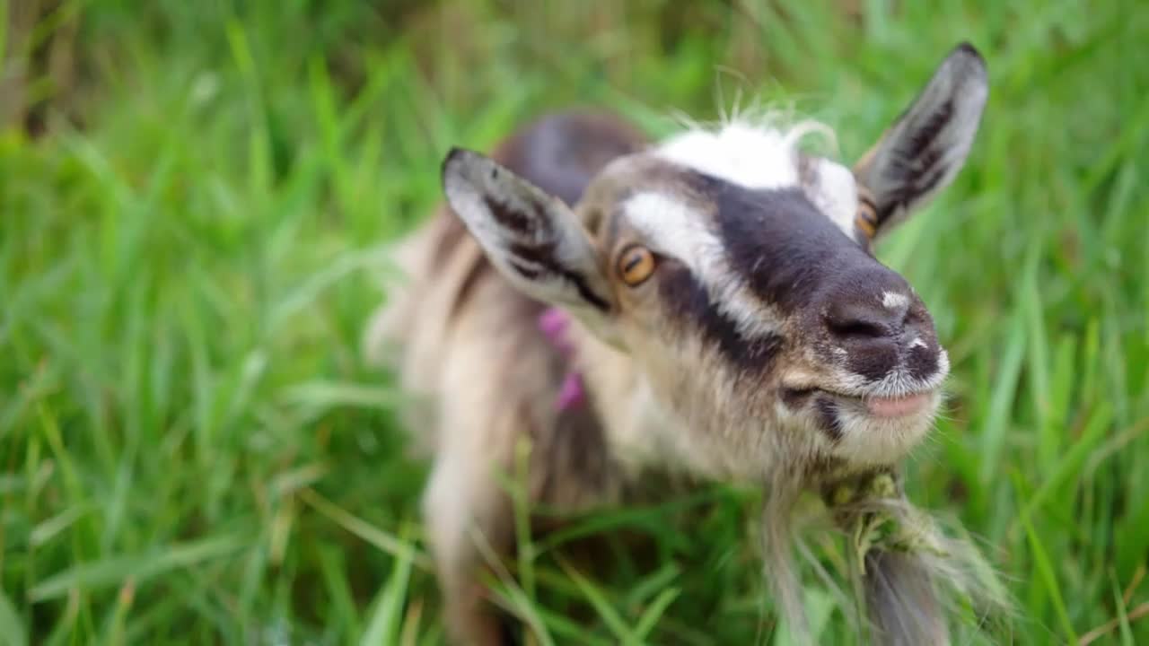 Stock Video Domestic Goat In The Pasture Live Wallpaper For PC - Free Download