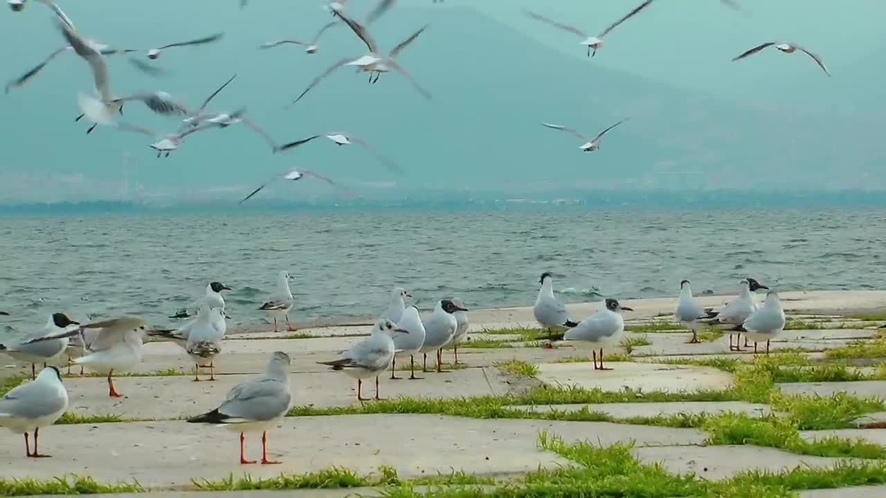 Free Stock Video Seagulls On The Boardwalk With The Sea In The Background Live Wallpaper - Free Download