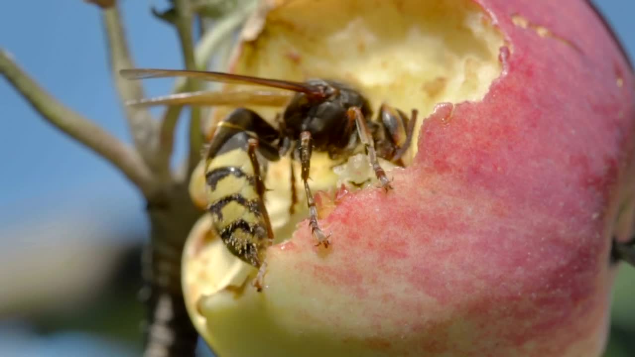 Video Stock Closeup Of A Hornet Eating A Red Apple Live Wallpaper For PC - Free Download