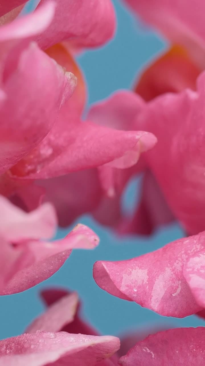 Free Stock Video Wet Tulip Petals Texture Live Wallpaper - Free Download