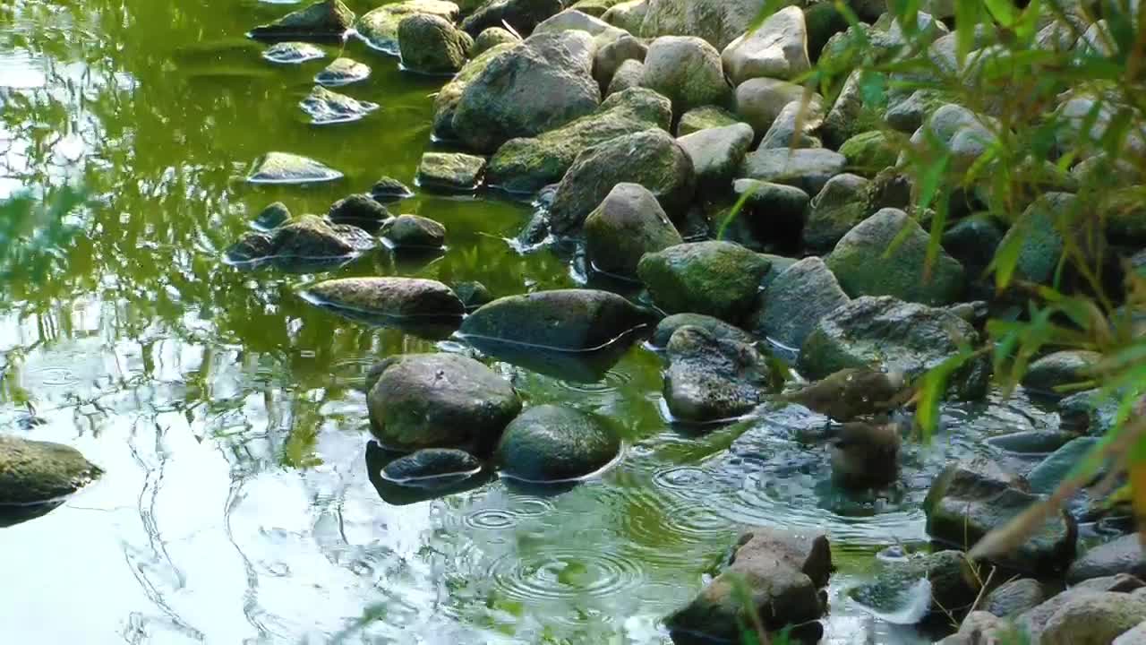 Stock Video Little Birds Bathe In The Stream Of A Park Animated Wallpaper - Free Download