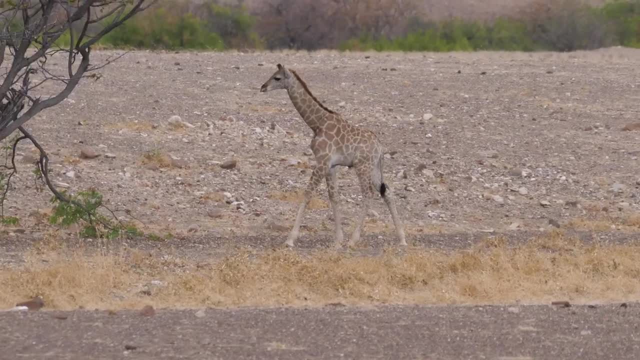 Stock Video Little Giraffe Looking For Food Animated Wallpaper - Free Download