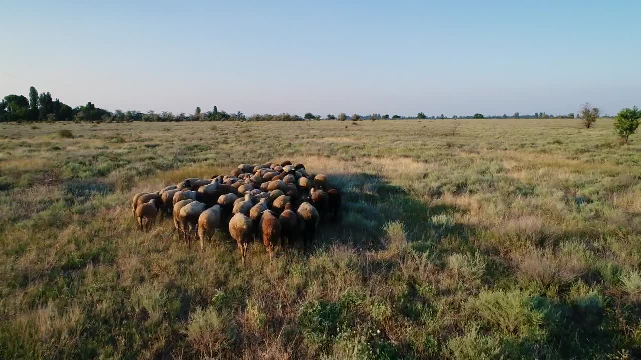 Stock Video Flock Of Sheep In The Meadow Live Wallpaper For PC - Free Download