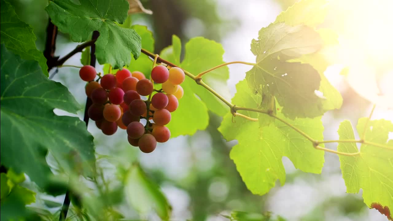 Stock Video Grapes Hanging From A Branch Close Up Live Wallpaper For PC - Free Download