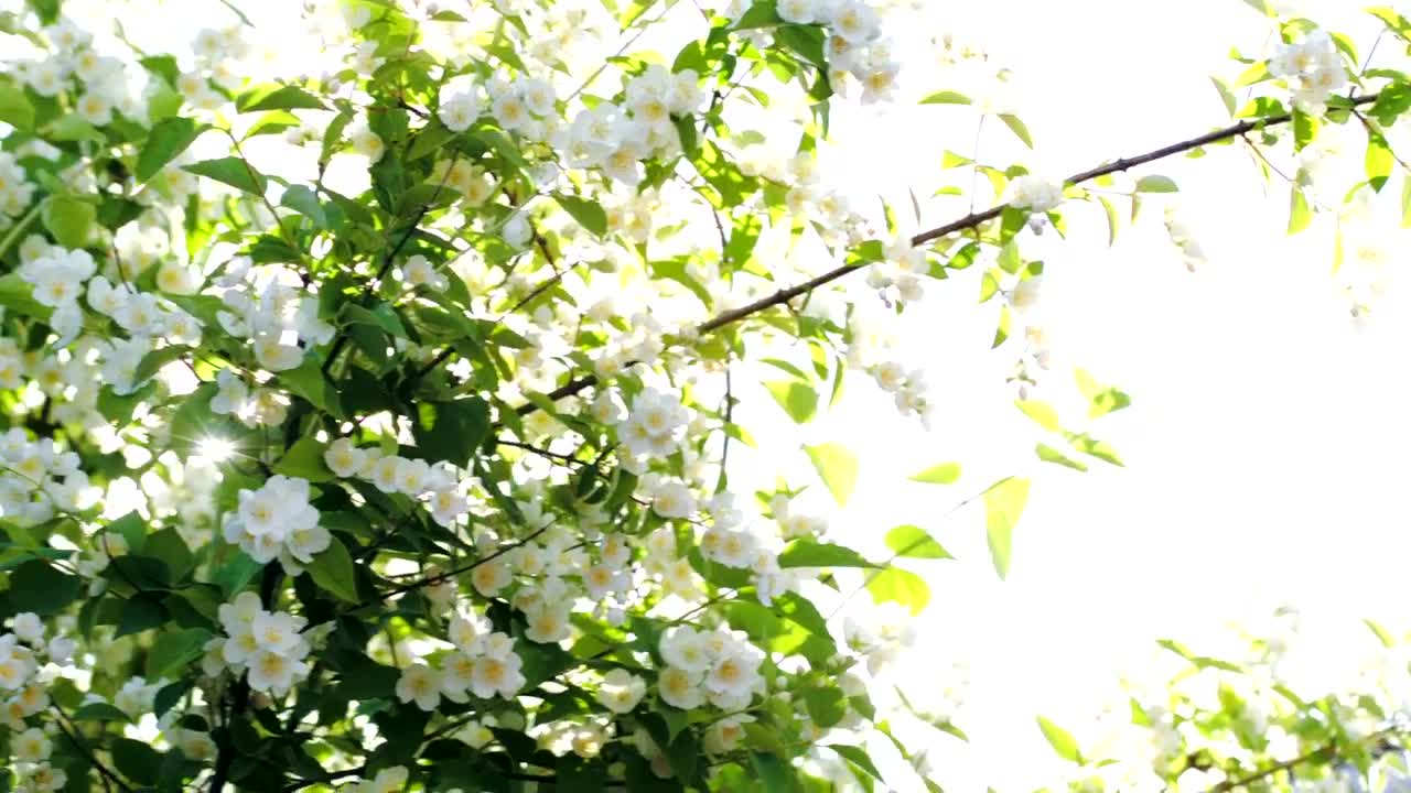 Free Video Stock Sun Shining Over Tree Blossoms Live Wallpaper - Free Download