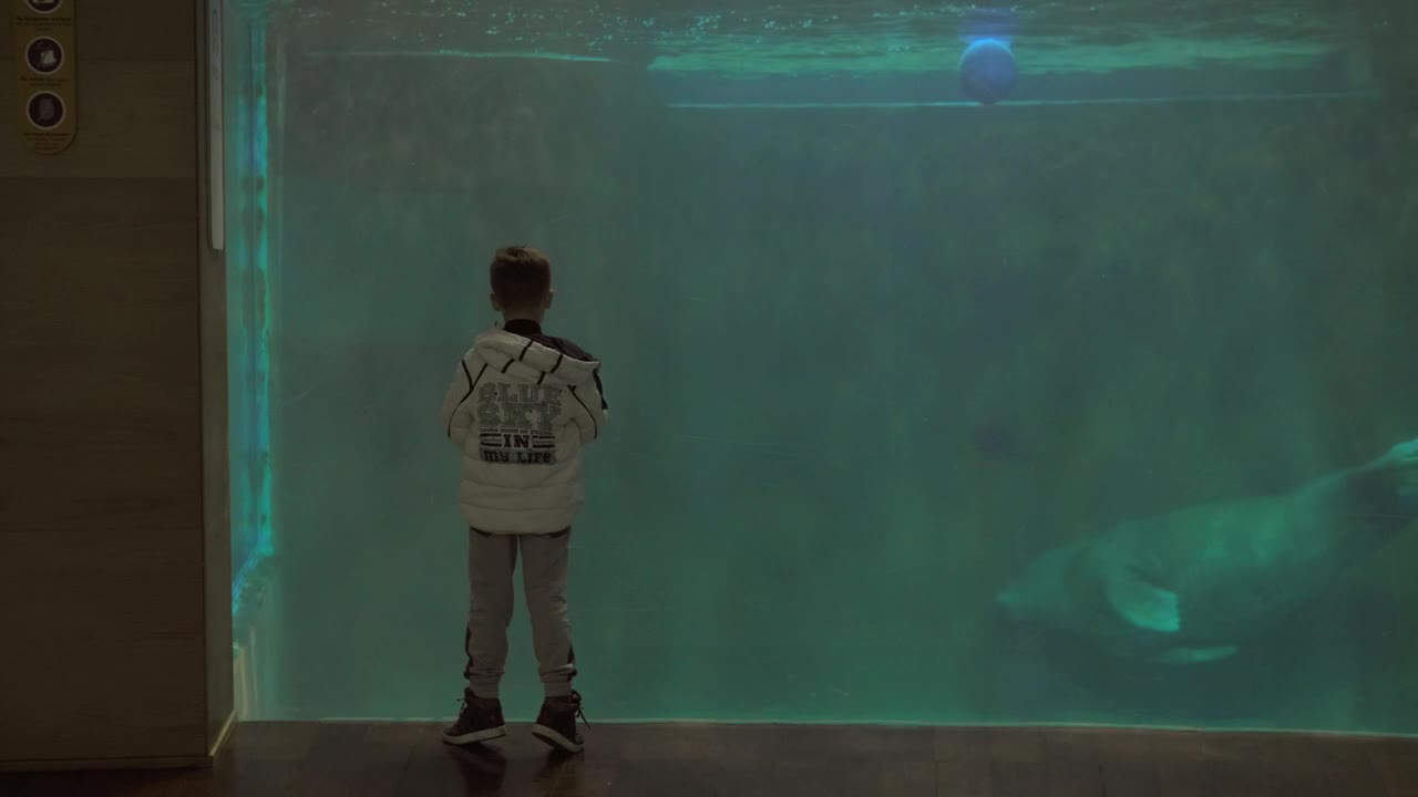 Stock Video Manatee Swimming In An Aquariu Animated Wallpaper - Free Download