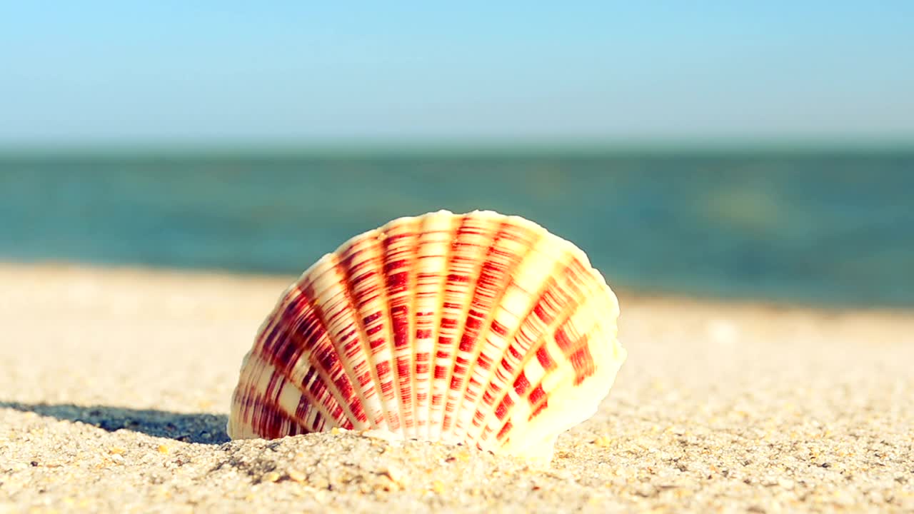 Free Stock Video Shell On The Beach Live Wallpaper - Free Download