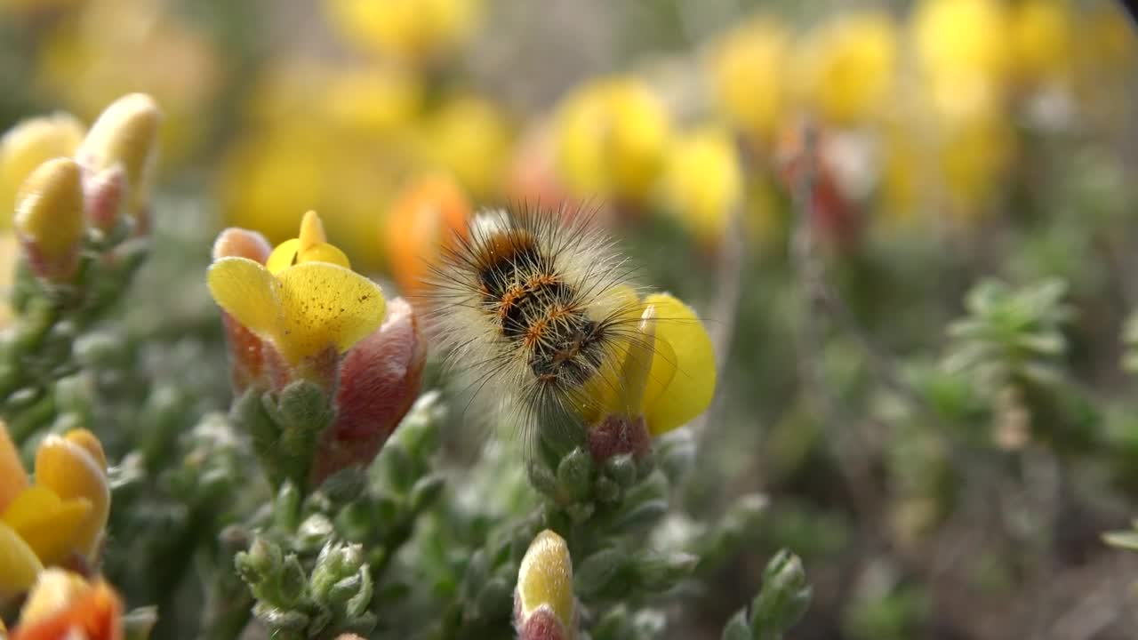 Video Stock Caterpillar Eating A Yellow Flower Live Wallpaper For PC - Free Download