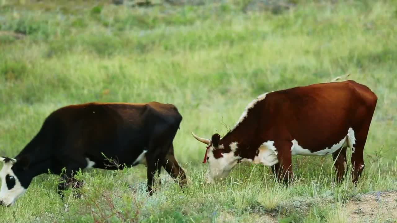 Stock Video Cows Eating Grass In The Countryside Live Wallpaper For PC - Free Download