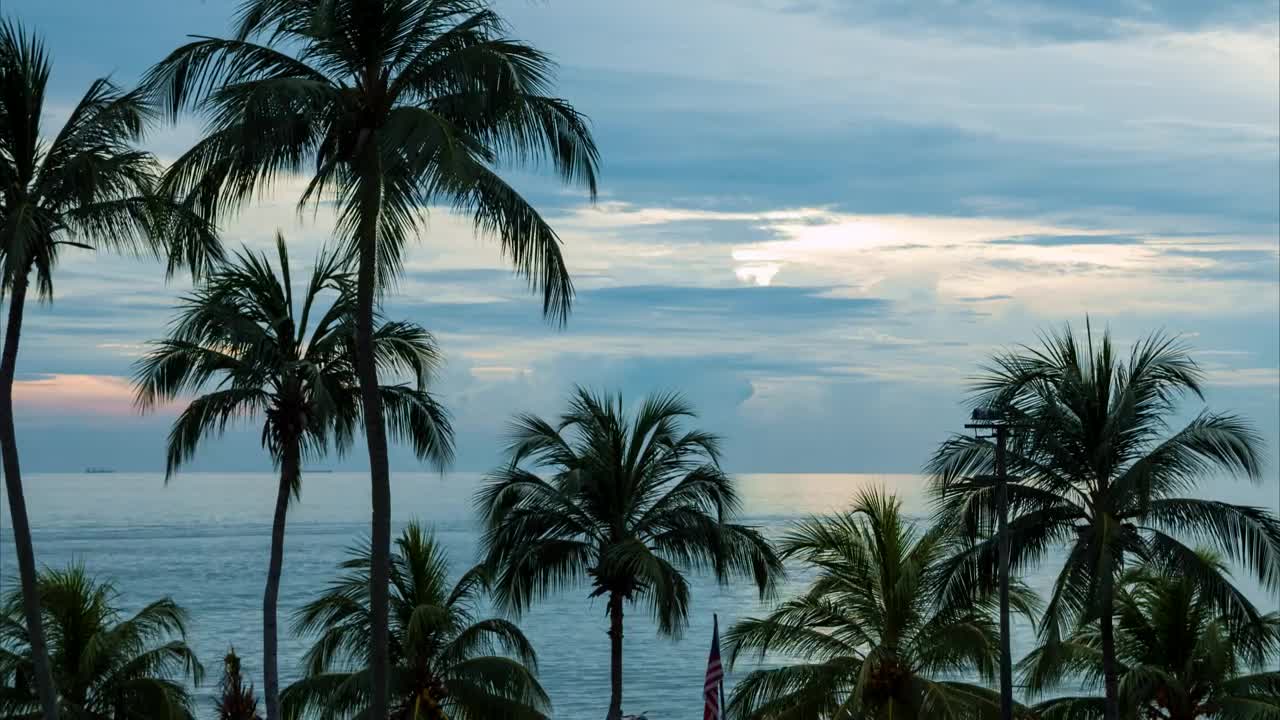 Stock Video Palms Before The Sunset Live Wallpaper - Free Download