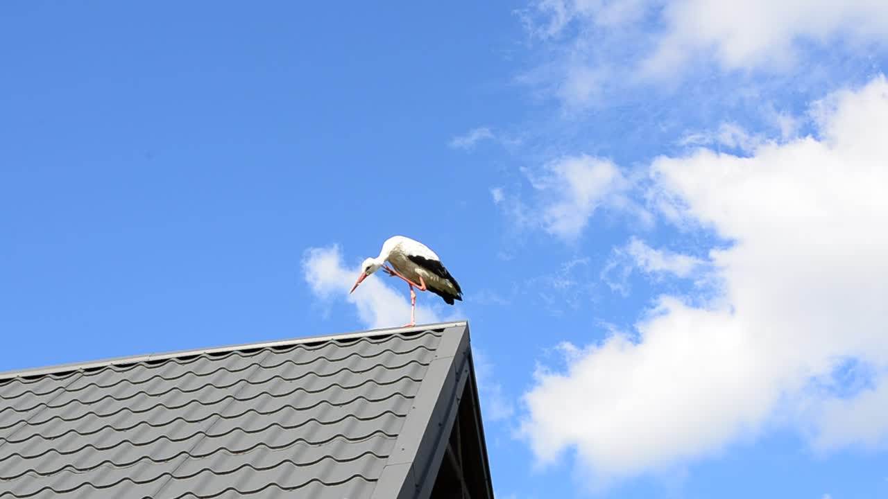 Stock Video Bird Perched On The Roof Of A House Live Wallpaper For PC - Free Download