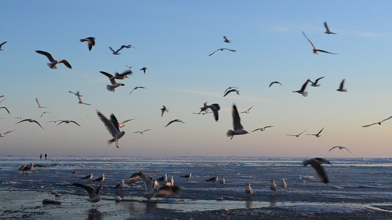 Stock Video Birds Landing On The Beach Live Wallpaper For PC - Free Download