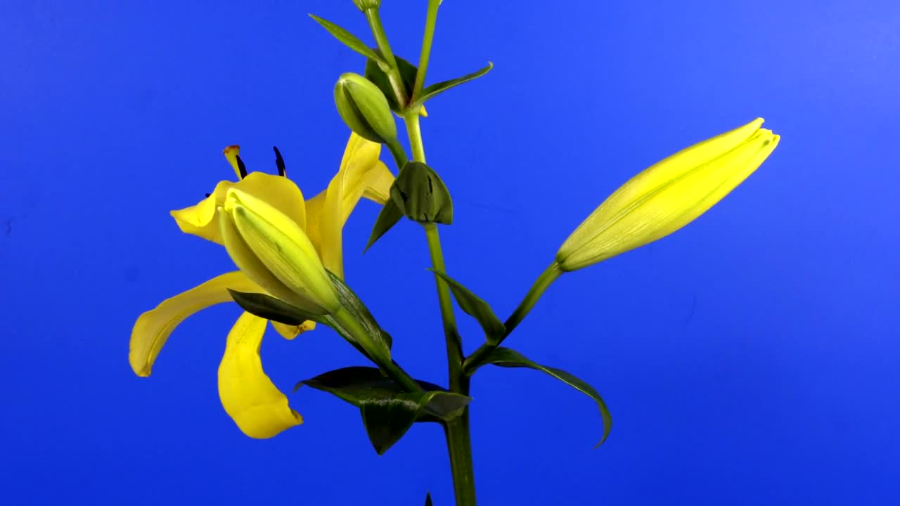 Stock Video Lilies Flowers On Its Stem Slowly Opening Animated Wallpaper - Free Download