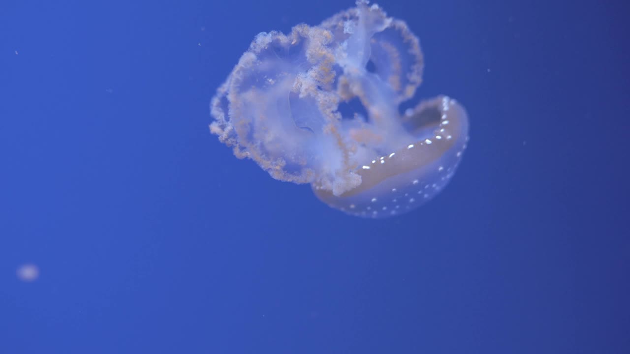 Stock Video Jellyfish Swimming Away Animated Wallpaper - Free Download