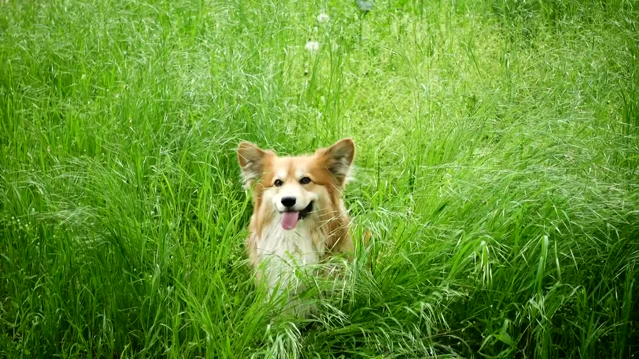 Stock Video Corgi Dog In The Grassfield Live Wallpaper For PC - Free Download