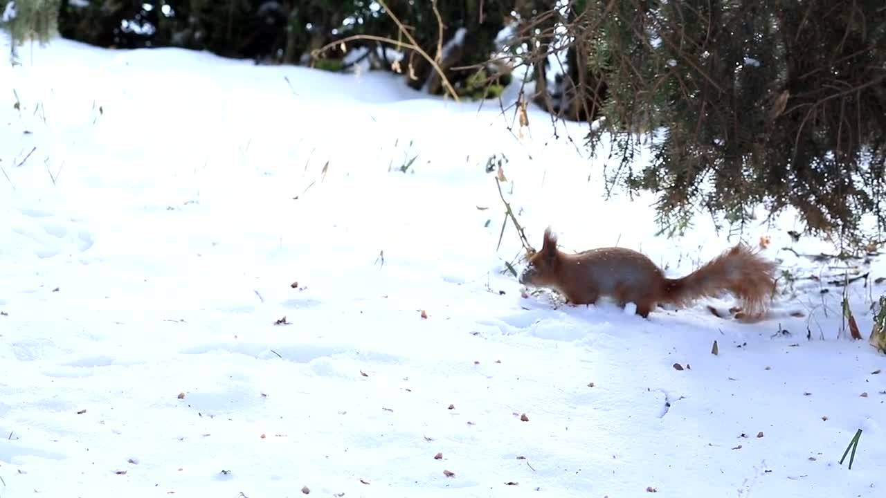 Free Video Stock Squirrel Exploring The Snow Live Wallpaper - Free Download