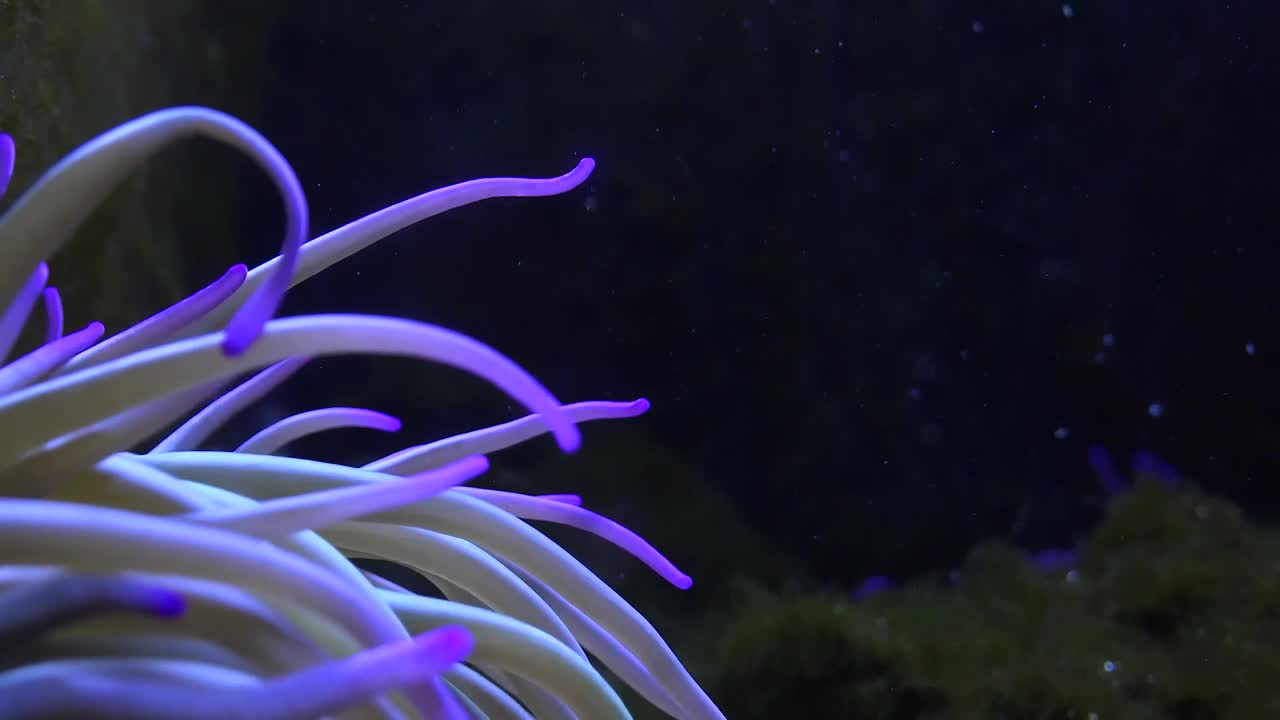 Free Stock Video Sea Anemone Moving In The Bottom Of The Sea Live Wallpaper - Free Download