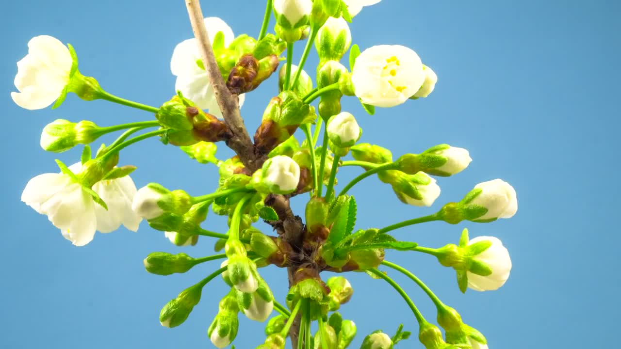 Stock Footage White Flowers On A Branch Blossoming Live Wallpaper - Free Download