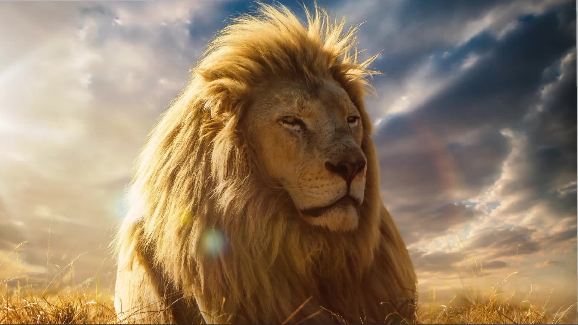 Peaceful Lion Live Wallpaper - Free Download