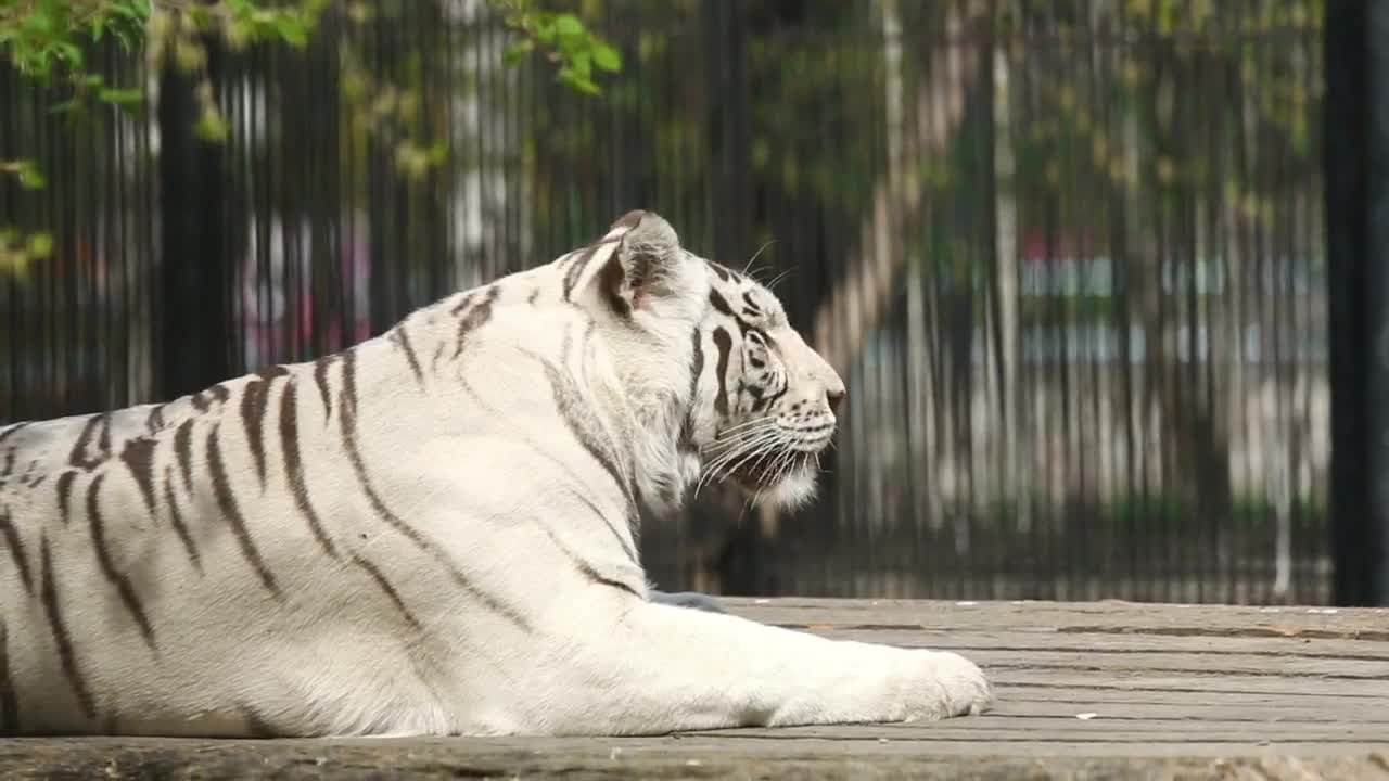 Stock Footage White Tiger Laying At The Zoo Live Wallpaper - Free Download