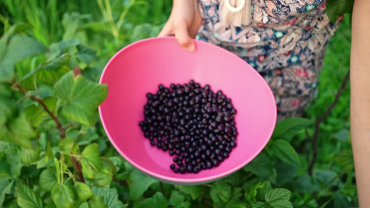Free Stock Video Woman Picking Currant Berries Live Wallpaper - Free Download
