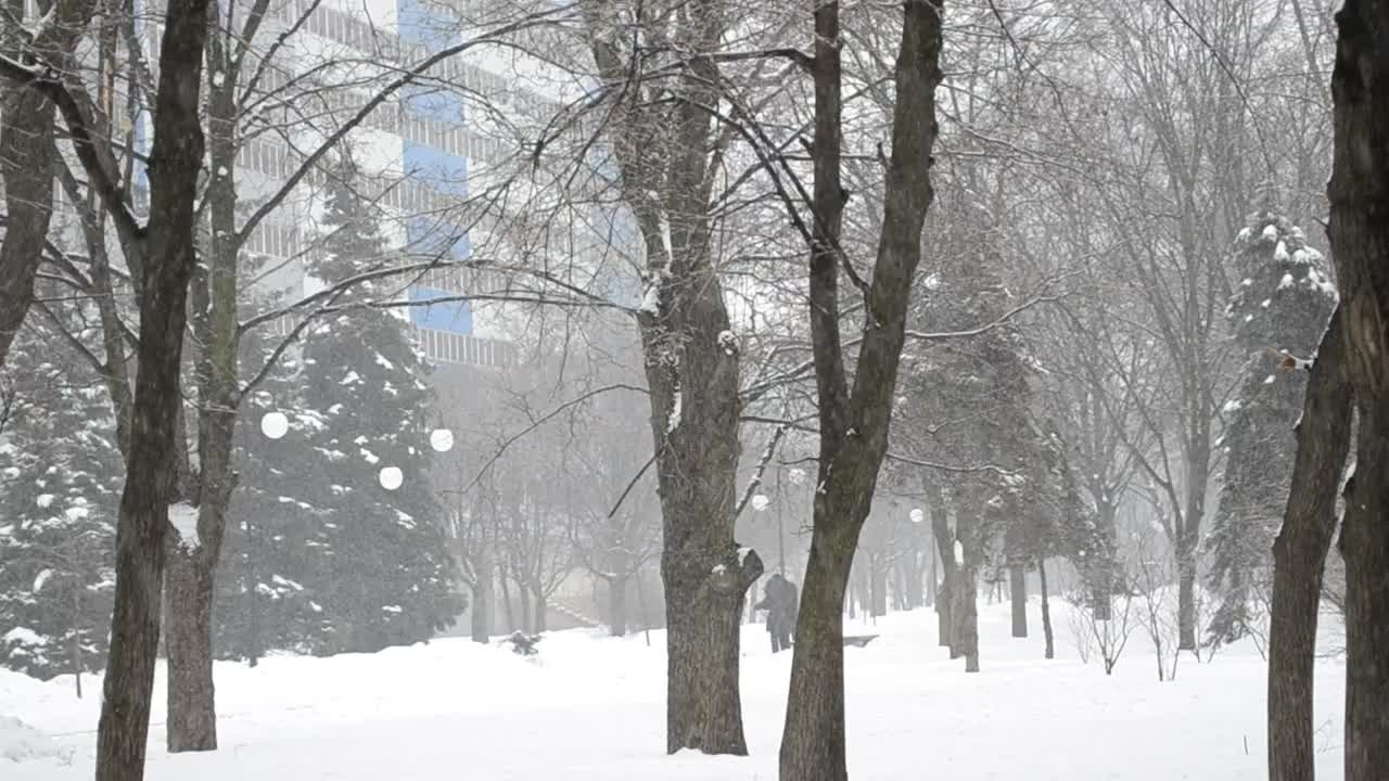 Stock Video Deep Snow Falling In A City Park Live Wallpaper For PC - Free Download