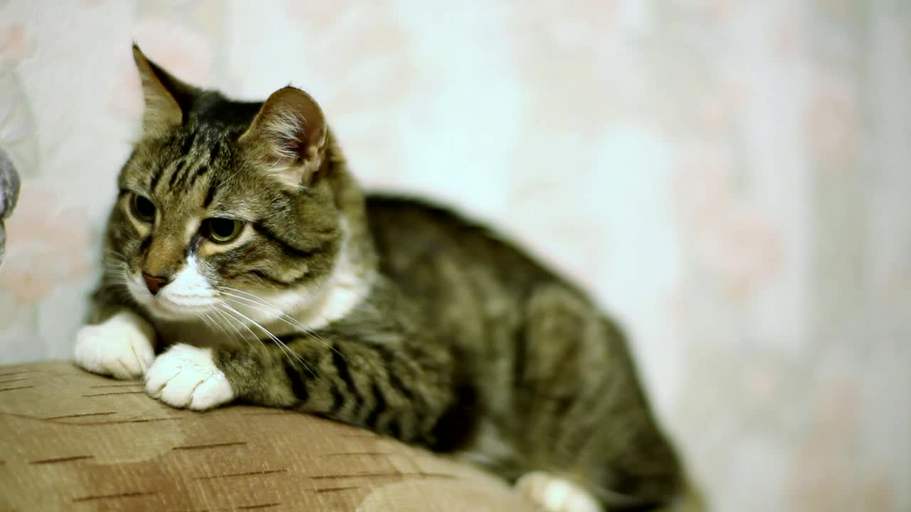 Video Stock Cat Yawning Over The Couch Live Wallpaper For PC - Free Download