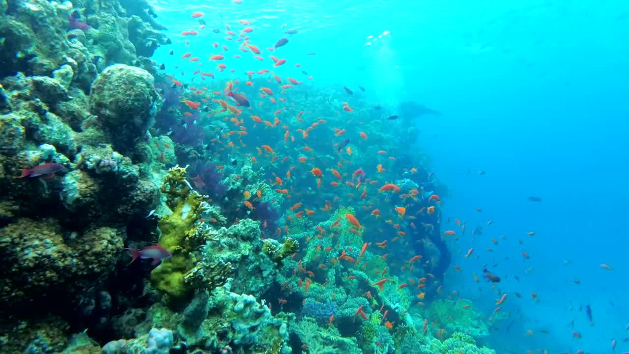 Stock Video Multi Colored Fish In The Reef Live Wallpaper - Free Download