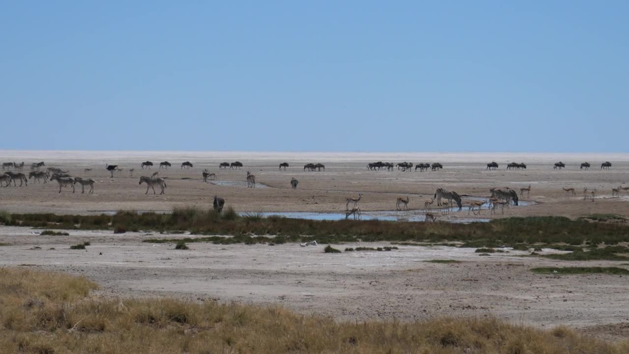 Stock Video Herds Of African Animals On A Vast Plain Animated Wallpaper - Free Download