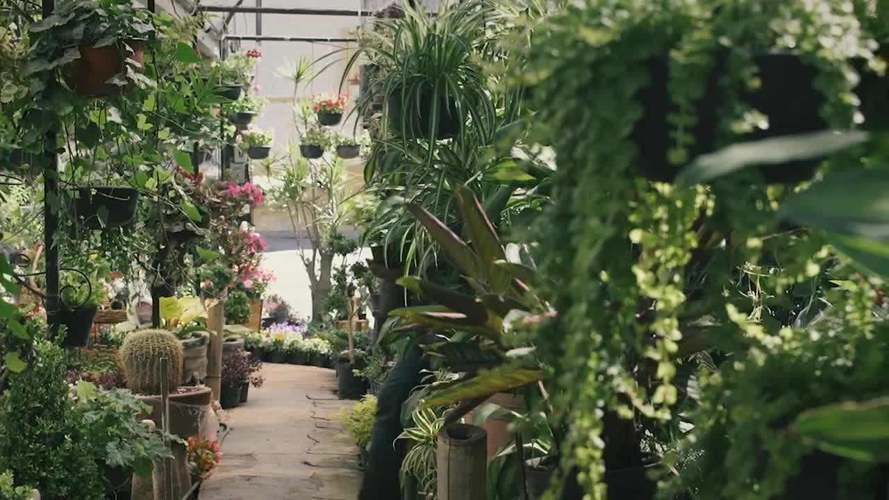 Stock Video Gardener Walking Through A Plant Nursery Live Wallpaper For PC - Free Download