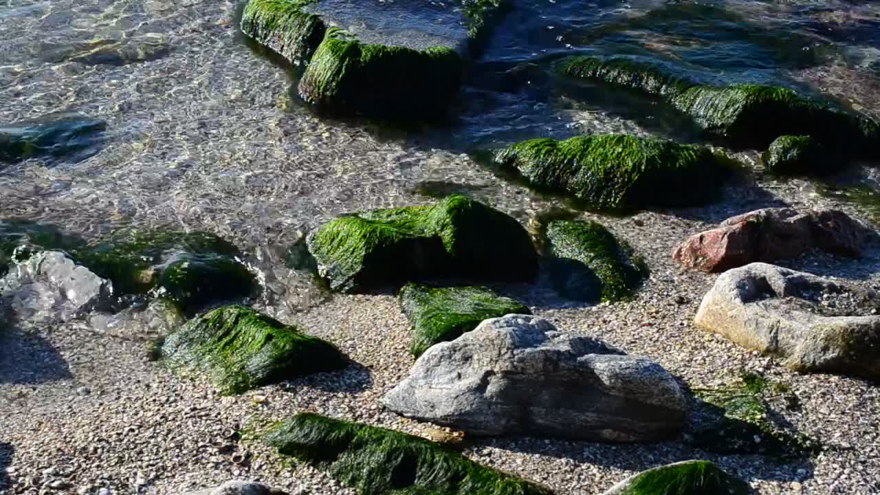 Free Stock Video Seaweed Covering Small Rocks Live Wallpaper - Free Download