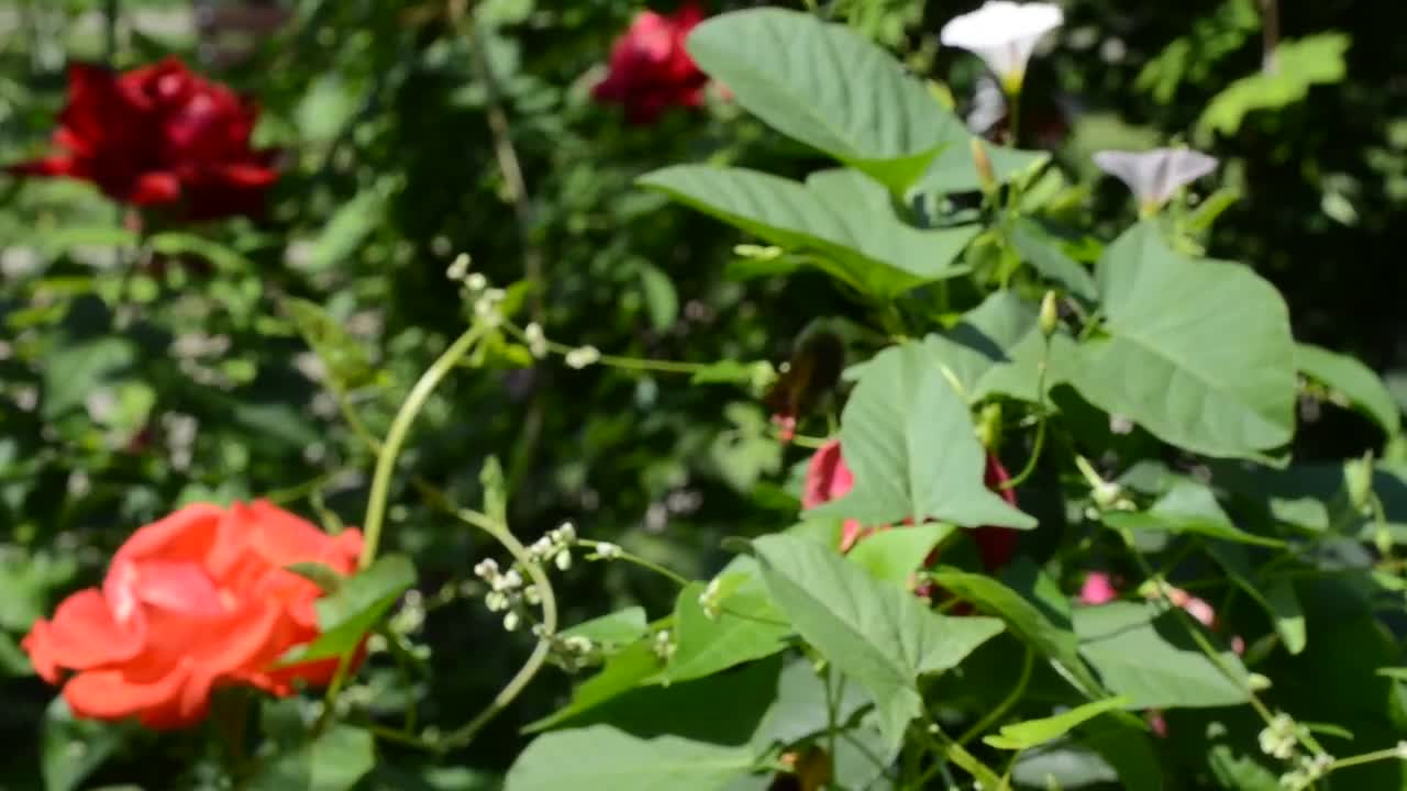 Free Stock Video Roses Growing In A Small Garden Live Wallpaper - Free Download