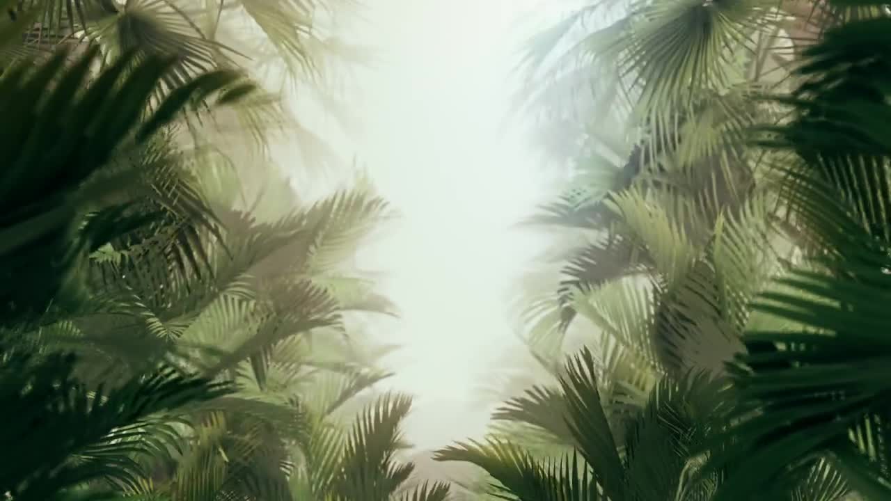 Free Stock Video Walking Through Tropical Plants And Fog Live Wallpaper - Free Download