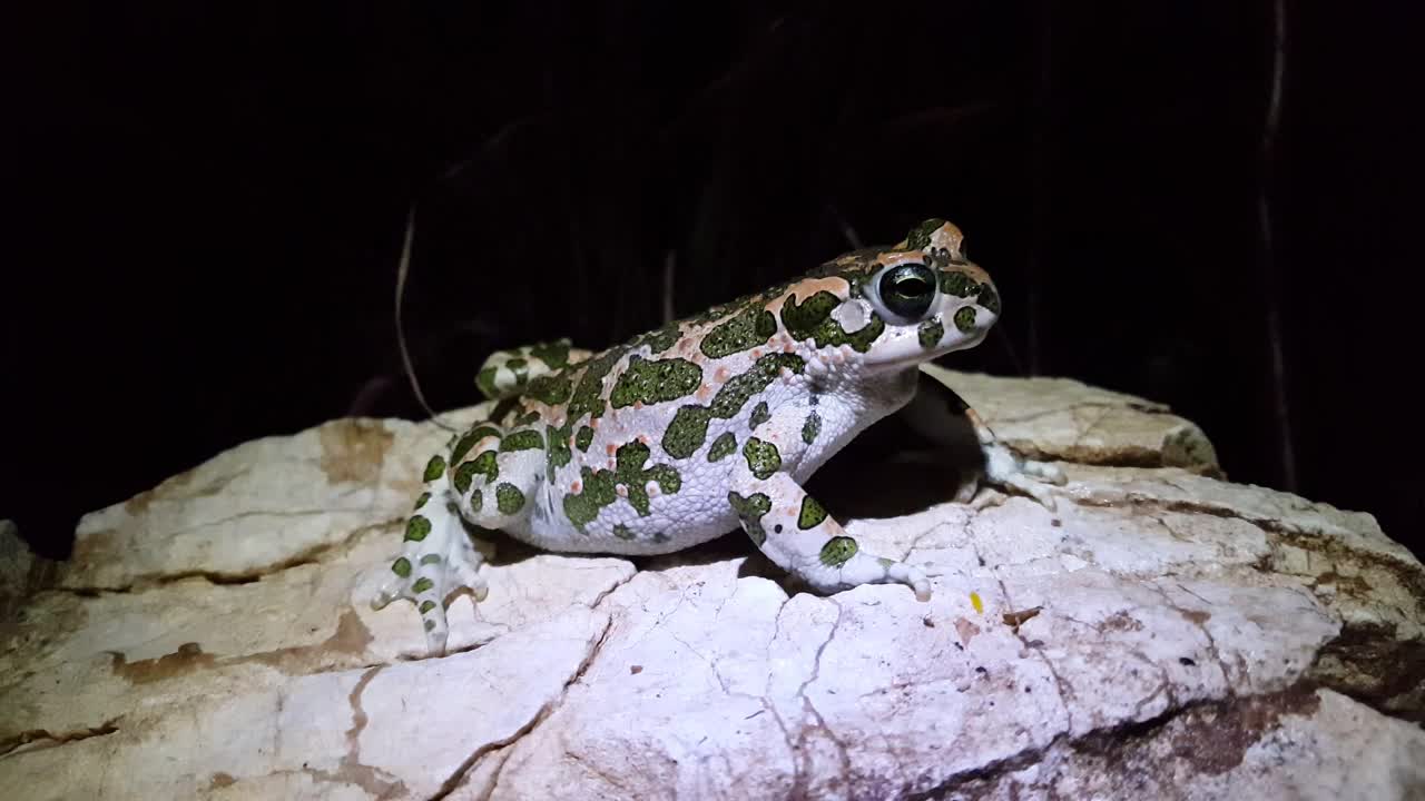Free Video Stock toad with camouflage on a rock Live Wallpaper - Free Download