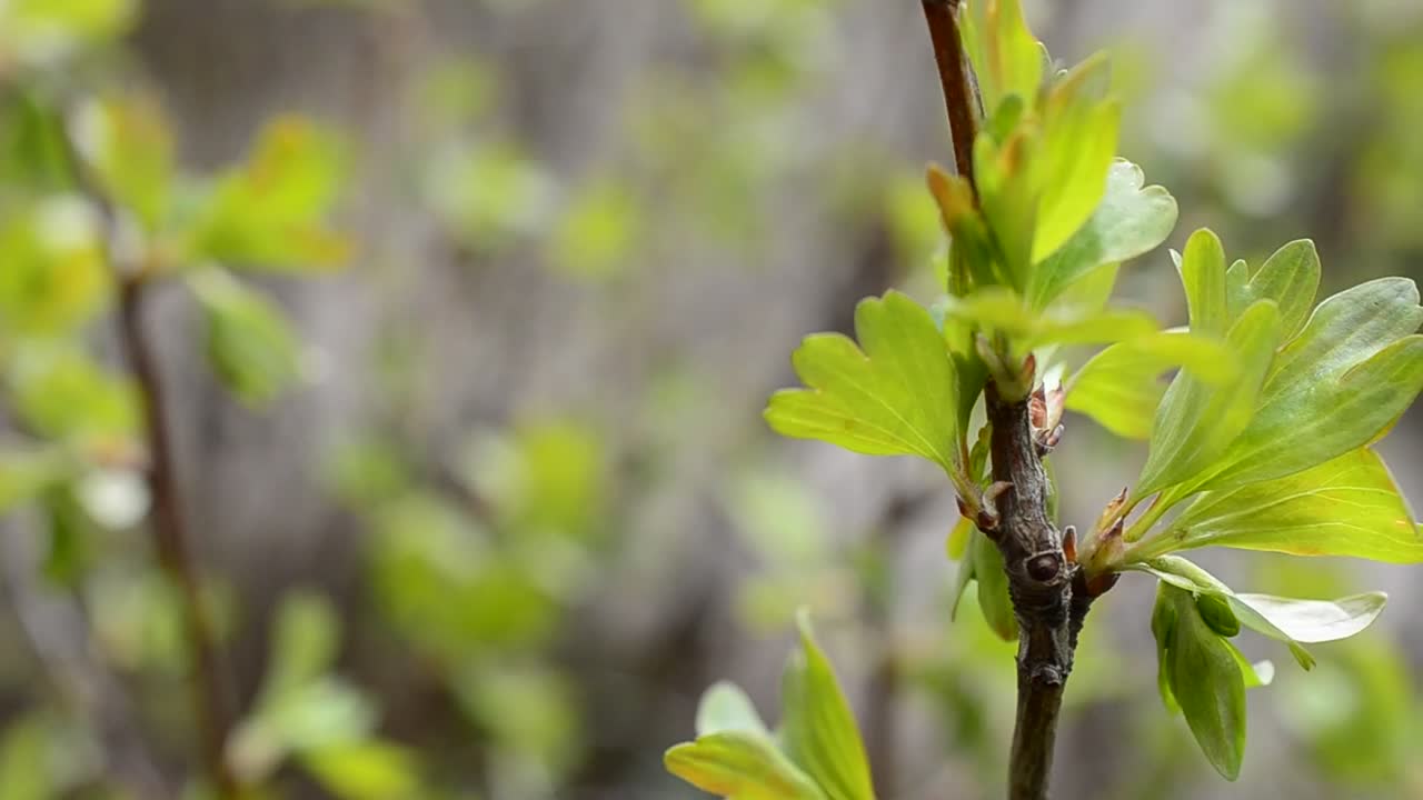 Free Video Stock Spring Leaves Starting To Grow Live Wallpaper - Free Download